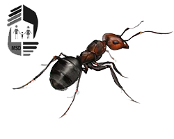 уничтожение муравьев в Ростове-на-Дону