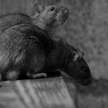 уничтожение крыс дератизация