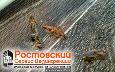уничтожение тараканов в Ростове-на-Дону